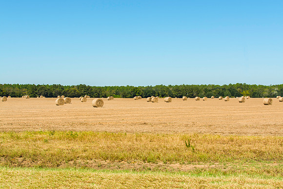 Hay rolls