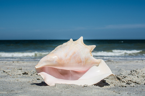 Sea Shell